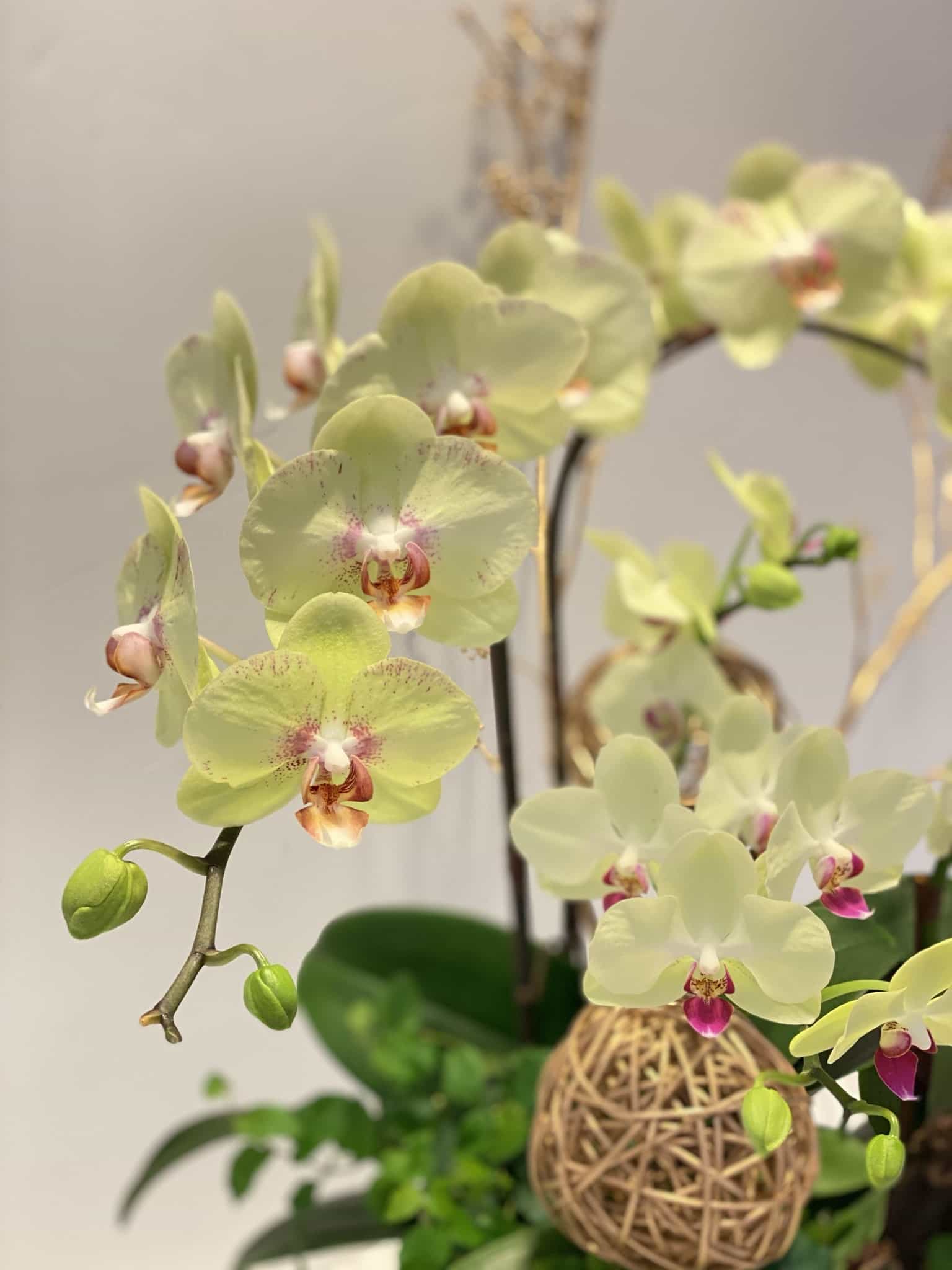 愛維花苑｜ IVY FLORAL