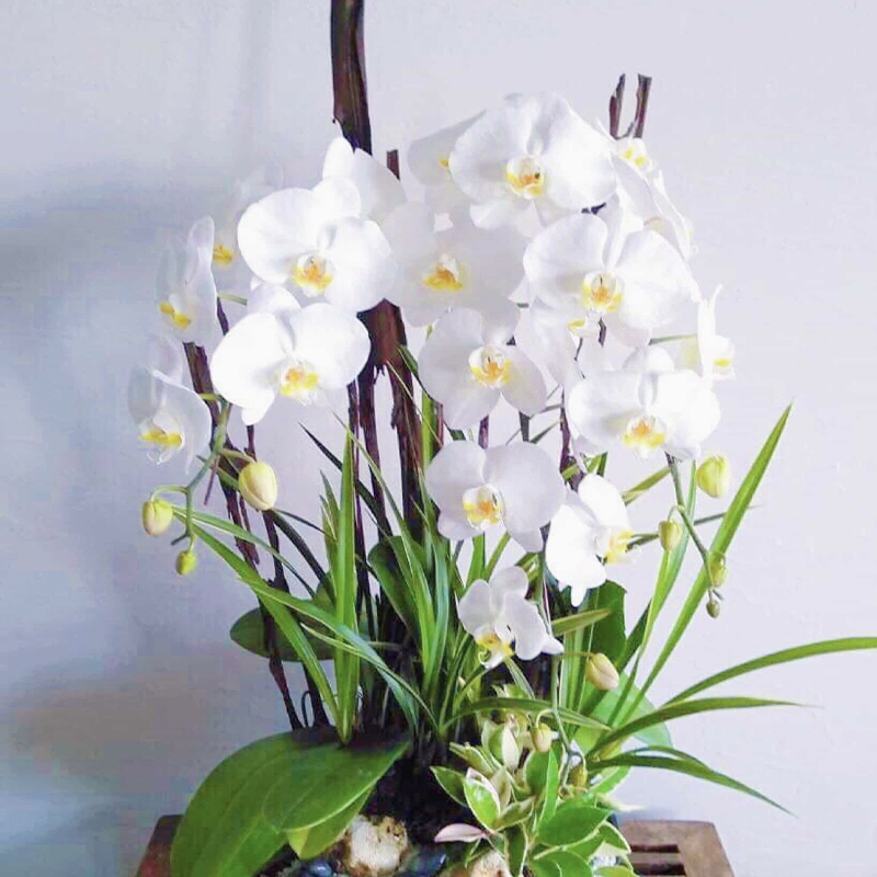 愛維花苑｜ IVY FLORAL