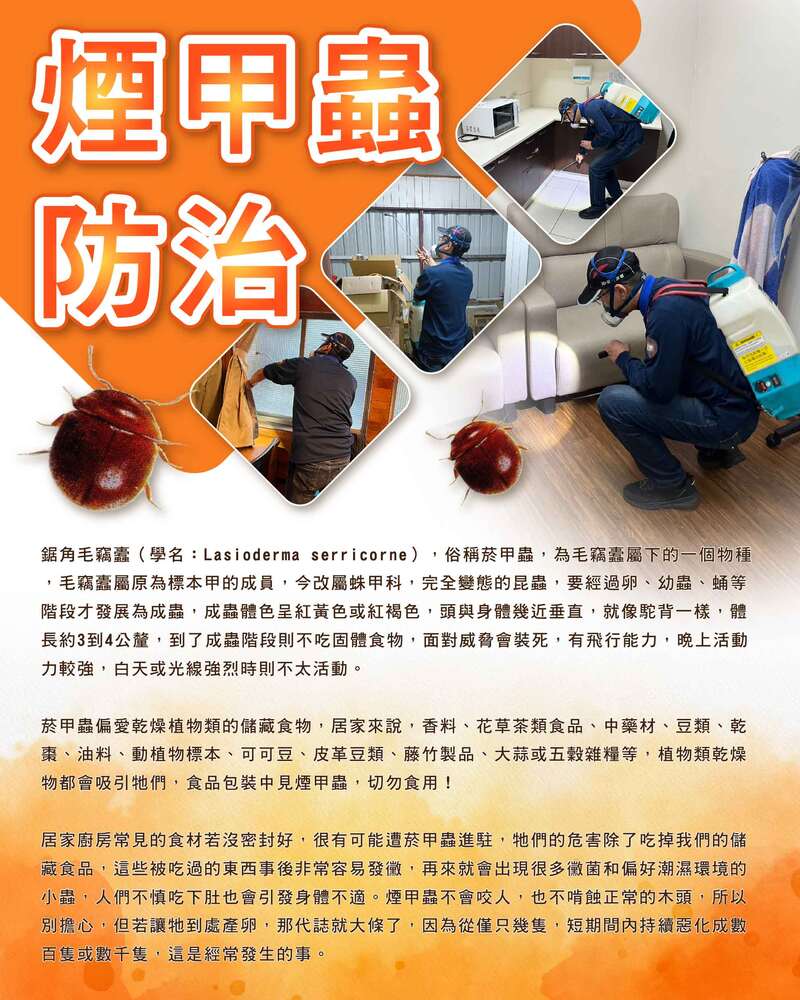 煙甲蟲防治