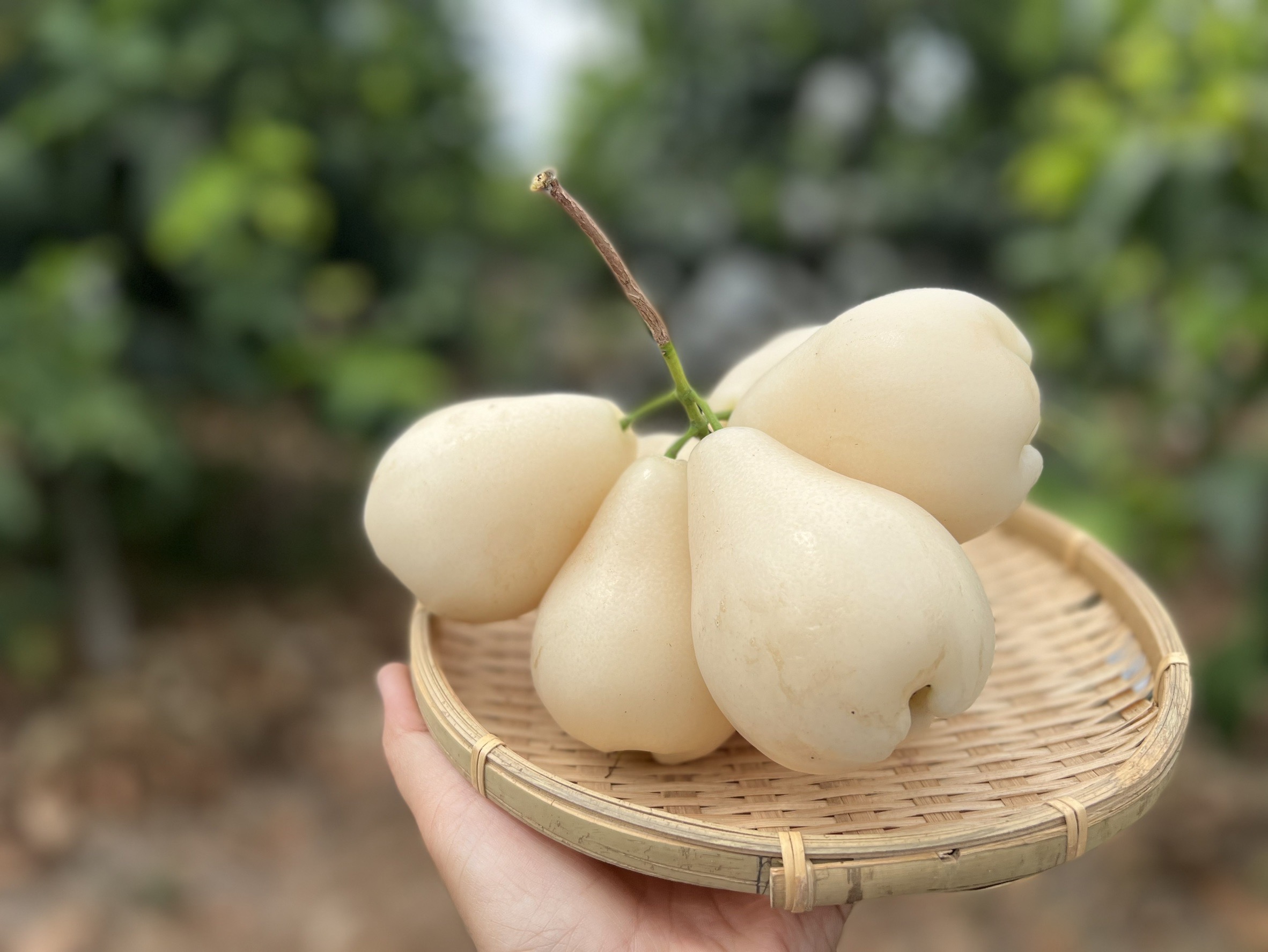 waxapple-img