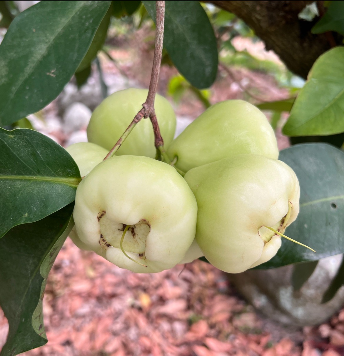 waxapple-img