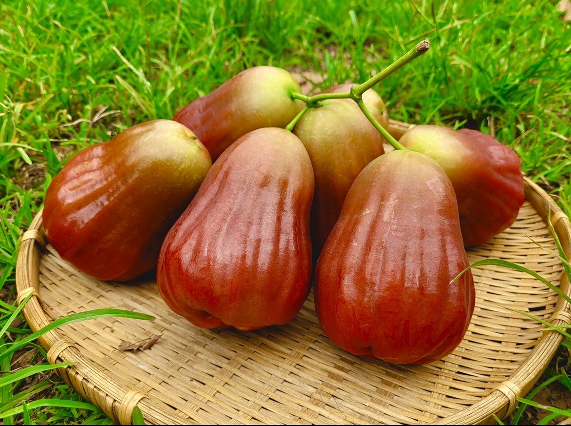 waxapple-img