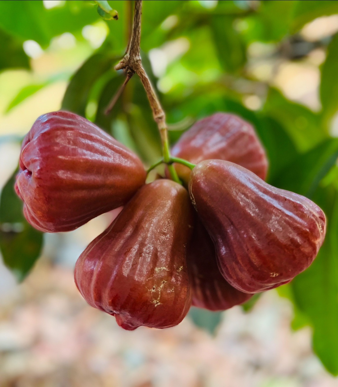 waxapple-img